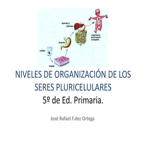 Niveles de organizacion pluricelular