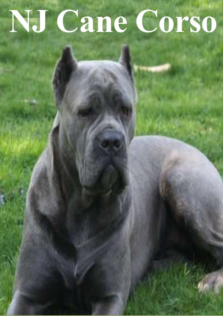 NJ Cane CorsoCane Corso Puppies Cane Corso Mastiff