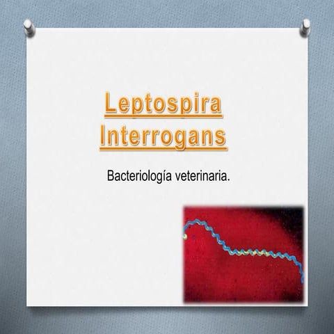 Leptospira
