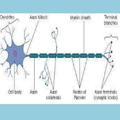 Illustrations of neuromuscular transmission