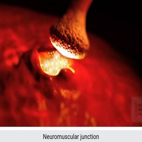 Comprehensive Overview of Neuromuscular Junction Structure and Function ...