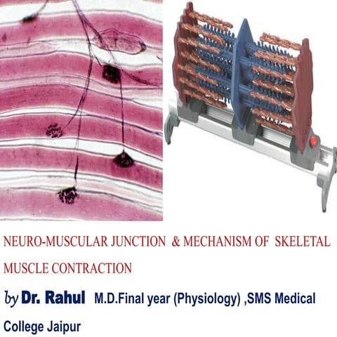 Sarcotubular System... presentation on.. | PPTX