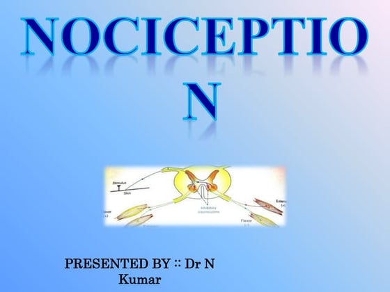 Somatosensory System | PPT