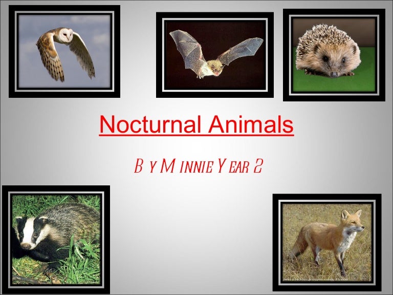 Nocturnal Animals