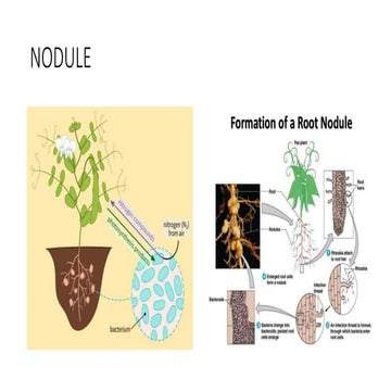 NODULE FORMATION, NOD FACTORS, AND CELL FATE