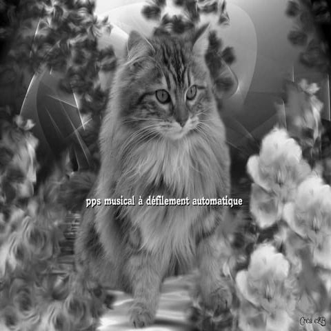 Noir Et Blanc Ou Couleur1