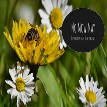 No Mow May: Support Multispecies Resurgence