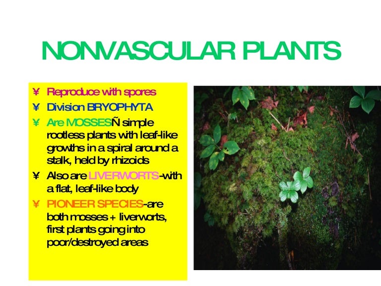 Nonvascular plants