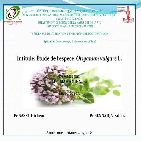 Etude de l'espèce Origanum vulgare L.