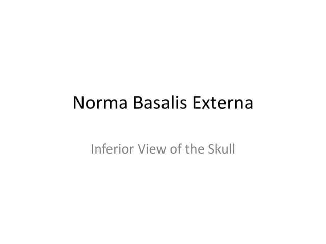 Norma basalis externa