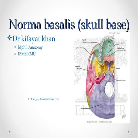 Norma basalis (skull base).pps