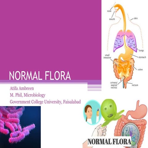 Normal Flora