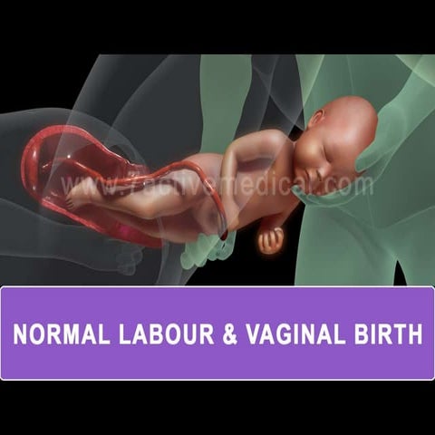 Normal labour and vaginal birth.ppt