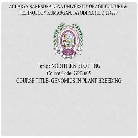 Northern Blotting.pptx