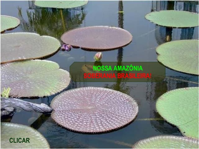 Nossa Amazonia