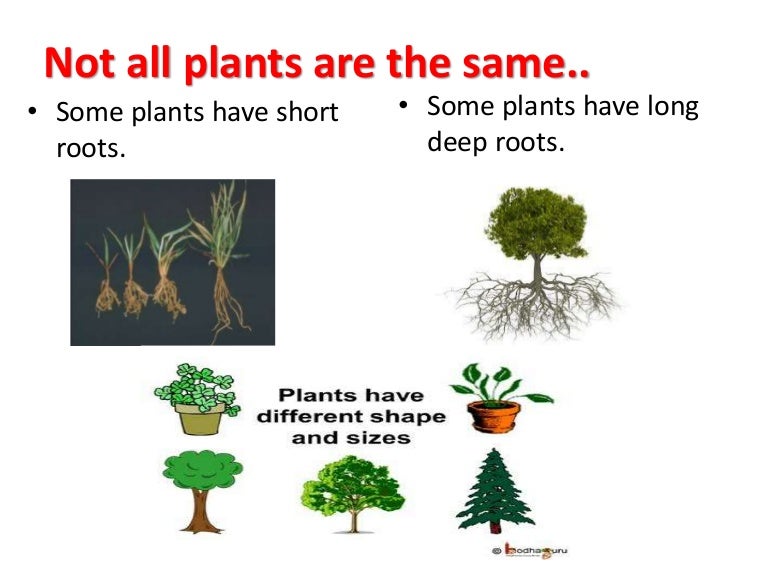 Not all plants are the same