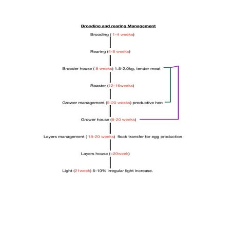 Brooding and rearing manegement pdf | PDF