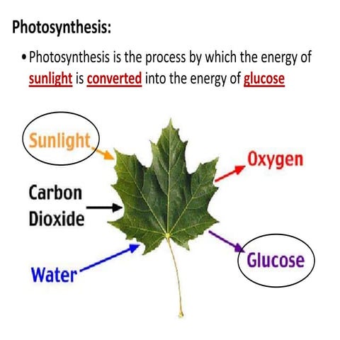 Notes.on.Photosynthesis.and.Cellular.Respiration.pptx