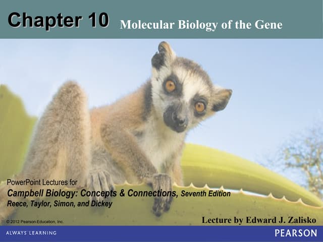 Campbell Biology 11th edition test bank Ch2 | PDF