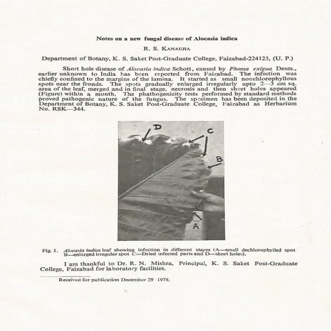 Notes on a new fungal disease of alocasia indica