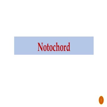 Notochord.....................................pdf