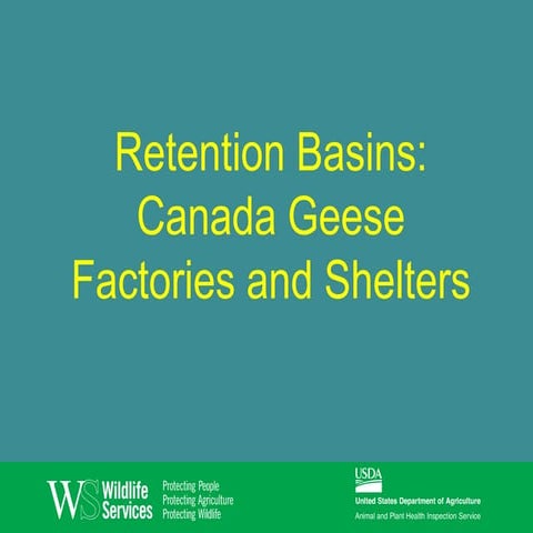 Retention Basins: Canada Geese Factories and Shelters