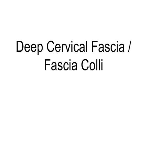 Deep cervical fascia