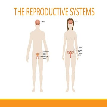 Ns3 unit 4 our reproductive systems