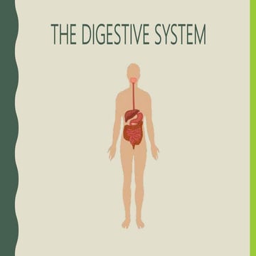 Ns 3 unit 5 the digestive system