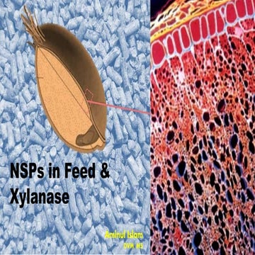 NSPs in Feed & Xylanase