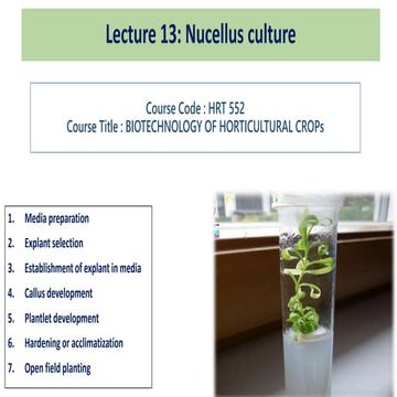 Nucellus culture