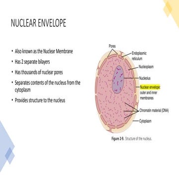 Nuclear Envelope