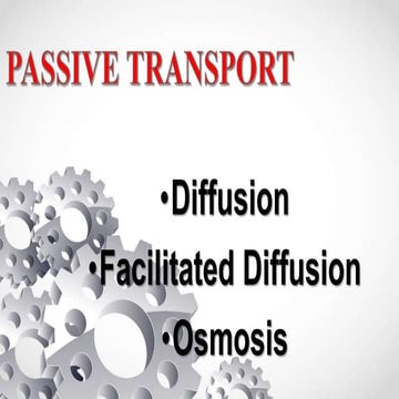 Nuclear Membrane: Active and Passive Transport (Illustrations)