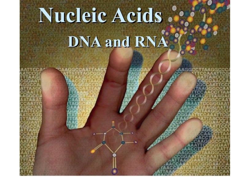 Nucleic acids
