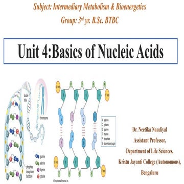 Nucleic Acids: Basics and Functions in cell