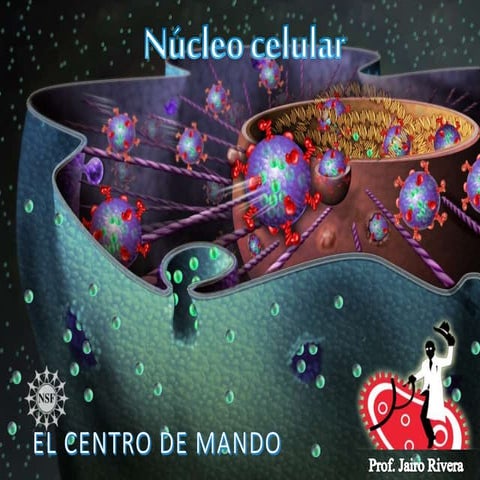 Nucleo celular