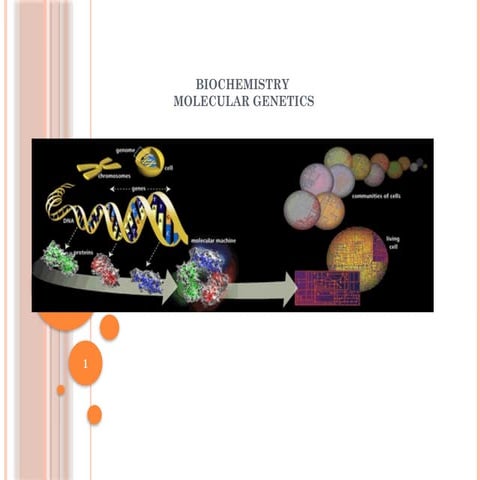 Nucleotide  you ii.pptxsheikh abdul wadood haneef