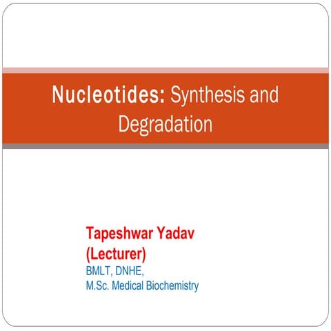 nucleotidesmetabolism.pdfbbbbbbbbbbbbbnbbbbbb