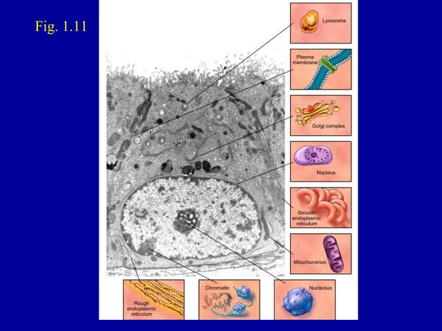 Nucleus