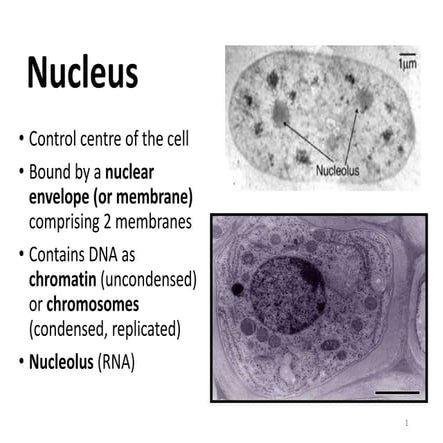 Nucleus
