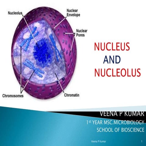 Nucleus .veena (1)