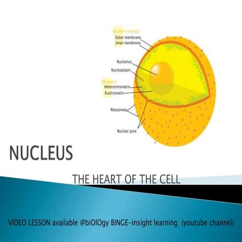 Nucleus-the heart of the cell-cellular organelles