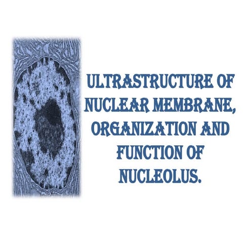 nucleus ultrastructure and its important functions