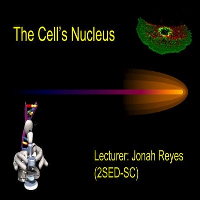 Nucleus of a cell