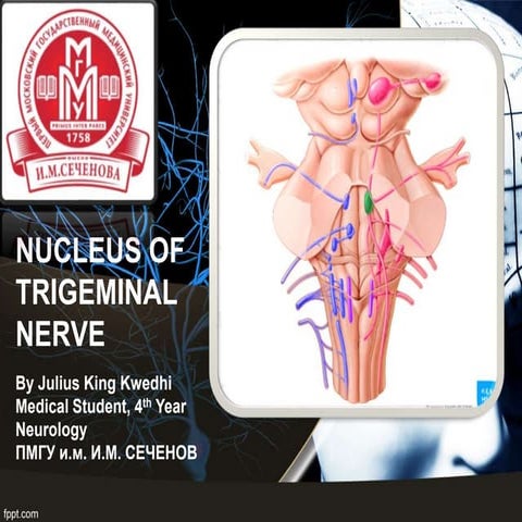 Nuclei of Trigeminus Nerve - Julius King Kwedhi