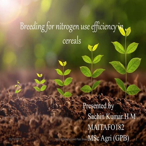 Breeding for nitrogen use efficiency in cereals