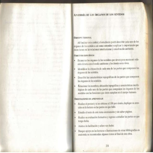 anatomia de los organos de los sentidos