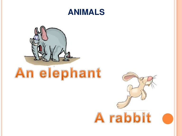 Numbers and animals