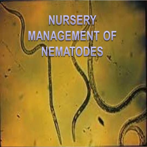 Nursery management of nematodes