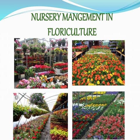 NURSERY MANGEMENT IN  FLORICULTURE ppt.pptx